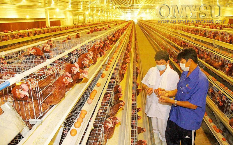 Thông gió trang trại gà giúp tăng năng suất chăn nuôi